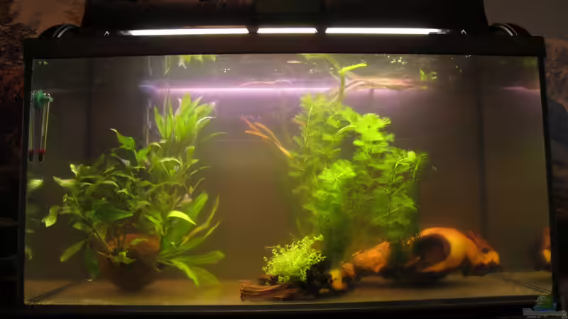 Es steht alles in den Startlöchern, Holz und Pflanzen wässern gerade, bald kann von Locke1992 (2)