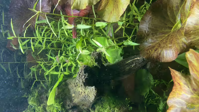 Es wächst.... von Lina L. (11)