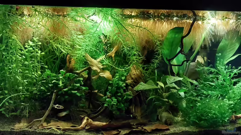 Es wächst... von DaniJeep (5)