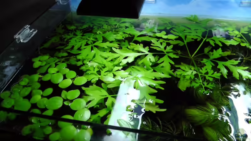 Es wächst :) von Martin Ihde (16)