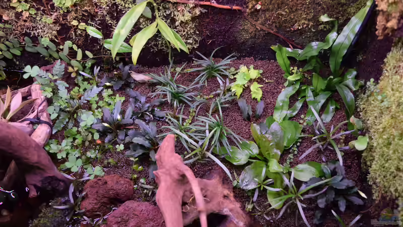 Es wächst 08.03.2019 von Junglist (21)