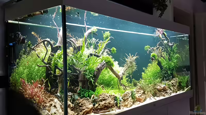 Es wächst alles ganz gut  von Köllebärbling (3)