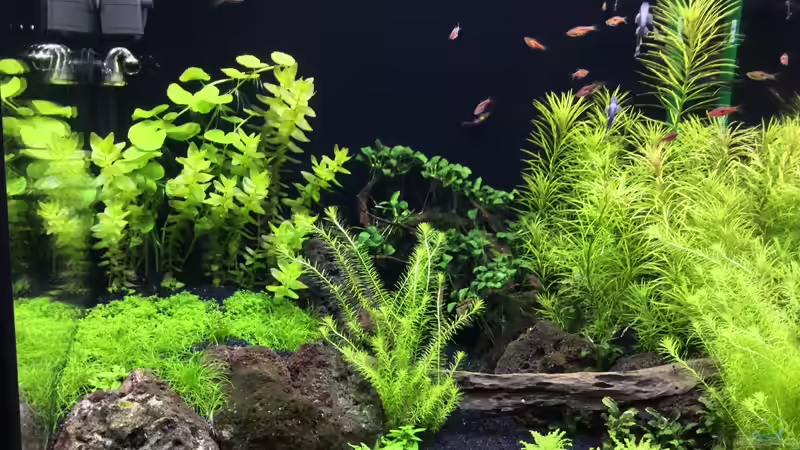 Es wächst und gedeiht! von Aquafreak1411 (13)