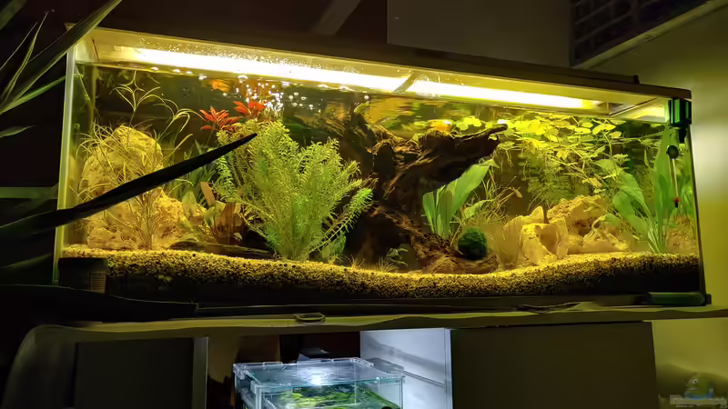 Es wächst und gedeiht von Juno (5)