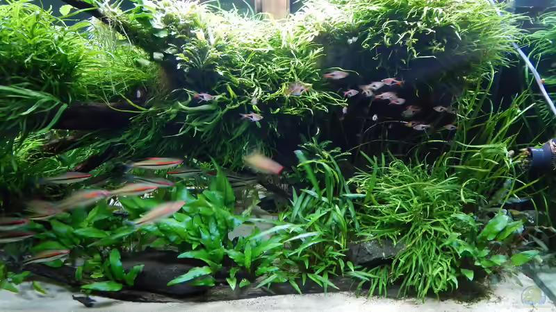 Es wächst und wuchert... von Merotheq (29)