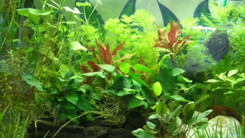 es wächst!!! von Barabas (3)