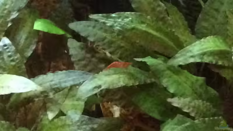 Es wächst von Krabbi (7)