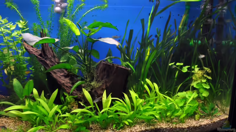 Es wächst von Salmlerdream (23)