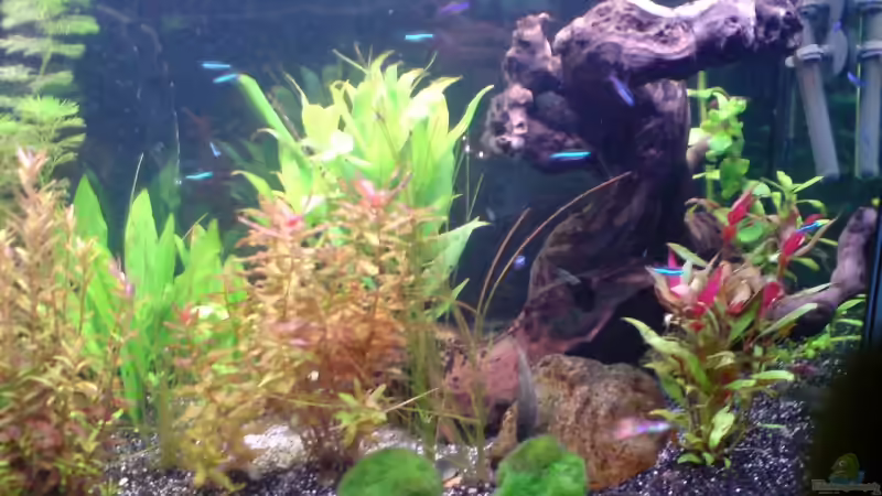 Bio-CO2 für das Aquarium (Wie du deine CO2-Düngungs selbst bauen kannst)