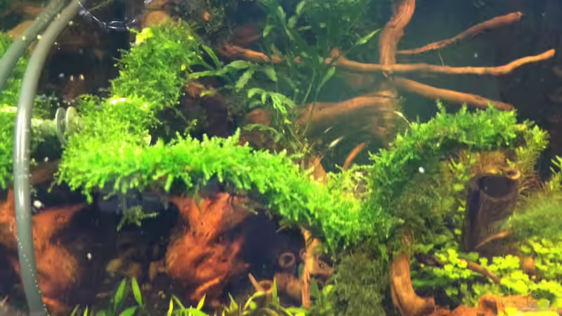 es wächste;) (03.09.2012) von Walde (45)