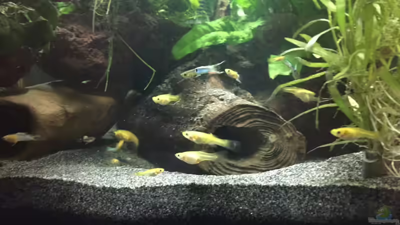 es war einmal ... ein paar ??berBrückungsgäste (Planarienbehandlung in ihrem eigenen Aquarium) von Danny (11)