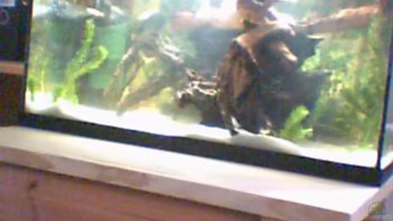 Es werden Bildern in besserer Qualität folgen - hab derzeit nur eine WebCam zum von Jimmy McBride (1)