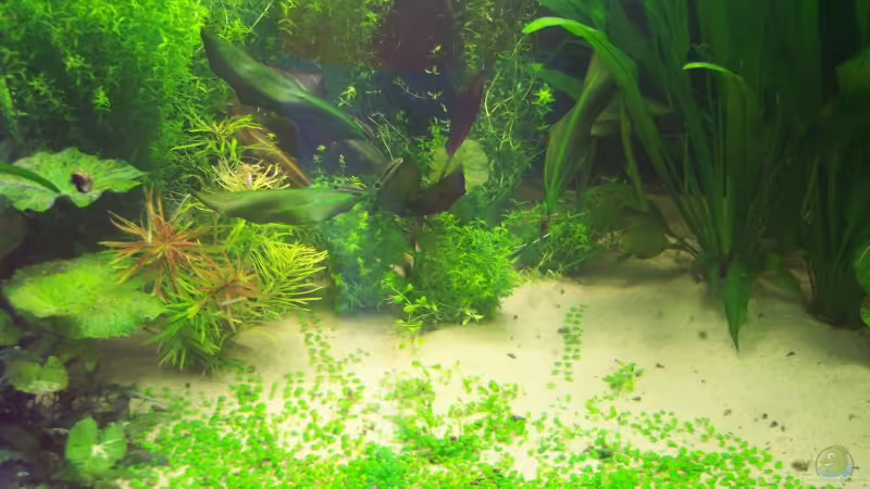 es wird... (11.08.07) von Richard Gärtner (10)