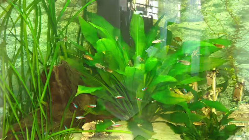 Es wird immer besser von atom010 (1)