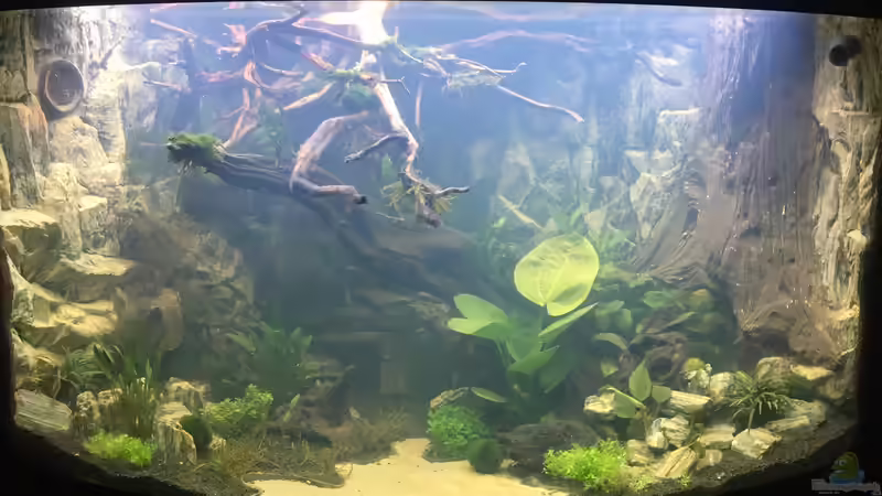 es wird klarer von Aquarienlandschaften (9)