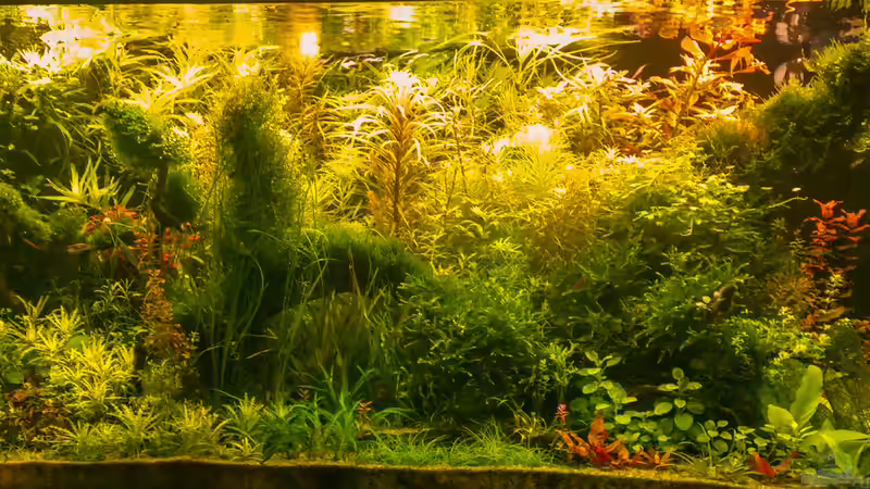 Es wird langsam... Manche pflanzen brauchen noch was...  von Betta Chris (2)