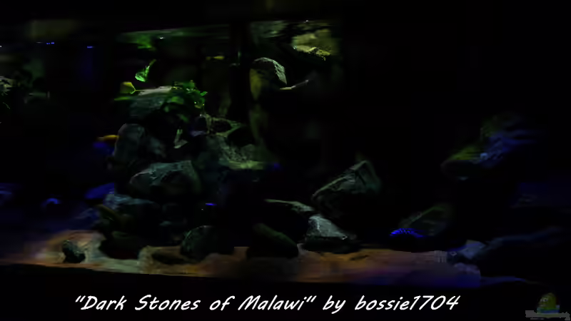 Es wird langsam Abend 13.03.2012 von bossie1704 (24)