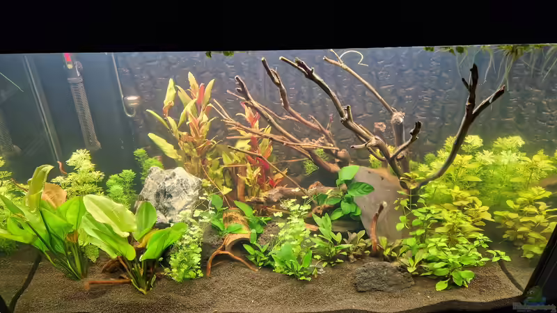 es wird von Südamerikafan (11)