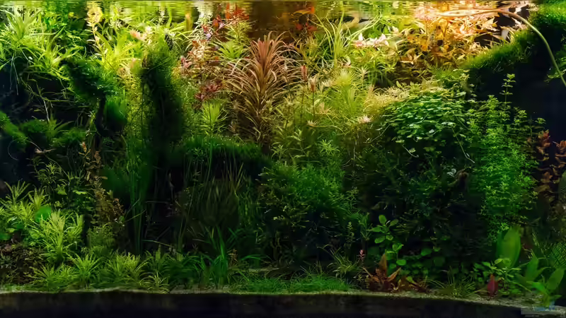 Es wird wieder ...eigentlich sogar noch ein bisschen besser ;)  von Betta Chris (1)