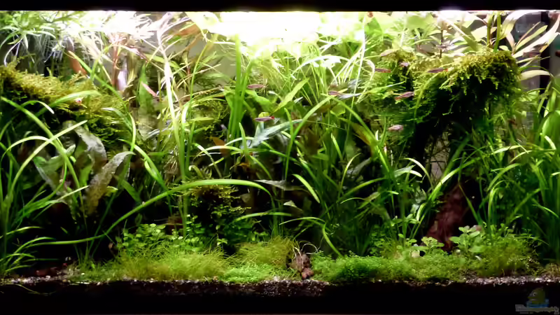 es wuchert/01.07.2015 von Summse (3)