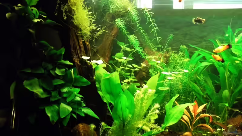 es wuchert langsam von Babsi Aud (18)