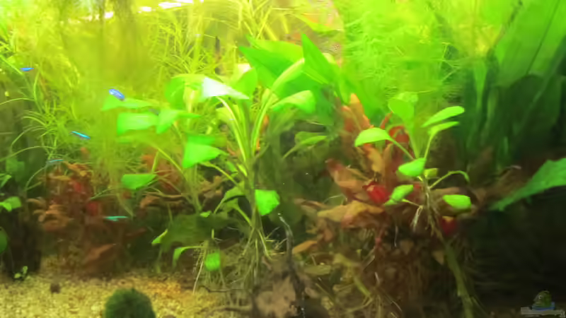 Es wuchert ordentlich zu von Mofafi-Liebhaber (6)