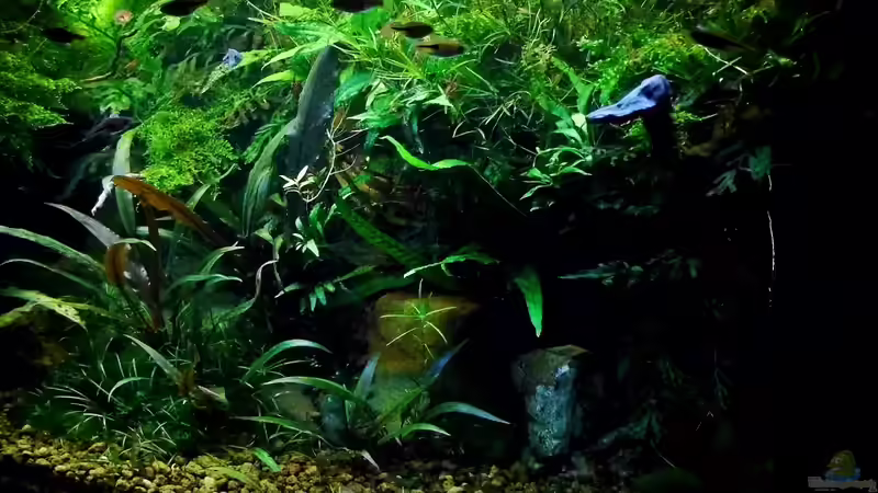 Es wurden 4 Liter Pflanzen und Moose entfernt von snooze (15)