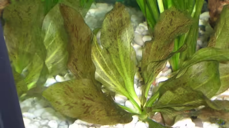 Eschonodoris ´ozelot´ ( Froschlöffelgewächs ) von EO (12)