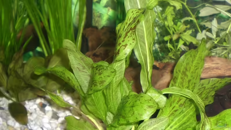 Eschonodoris ´ozelot´ ( Froschlöffelgewächs ) von EO (13)