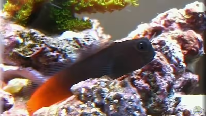 Esensius Bicolor von Petra Kallmeyer (18)