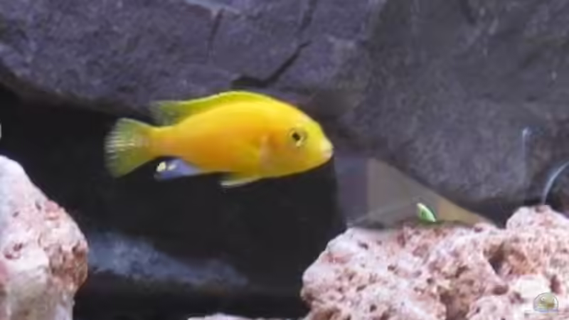 Esherae Weibchen von Udo´s - Malawi Raumteiler (11)