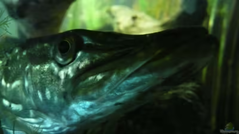 Esox  von blume007 (10)