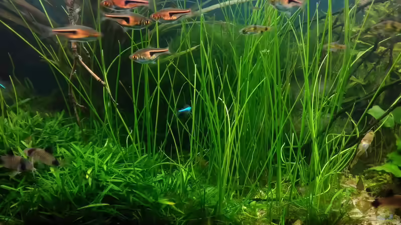 Espei - Bärblinge von Grünhexe (170)