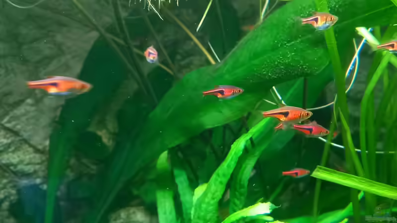 Espei Keilfleckbärblinge  von Acero (42)