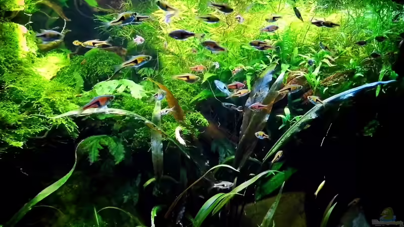 Espei und Hengels Bärblinge von snooze (71)