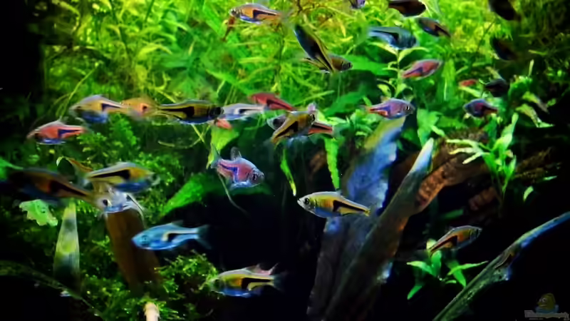 Espei und Hengels Bärblinge von snooze (74)