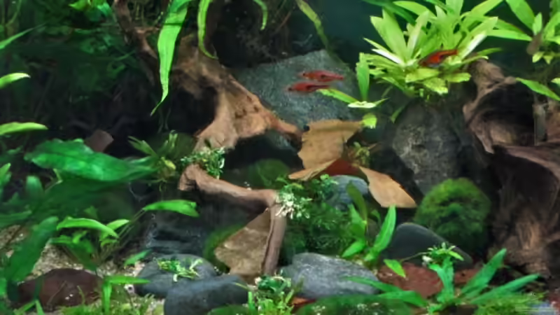 Espen im freien Schwimmbereich von okefenokee (75)