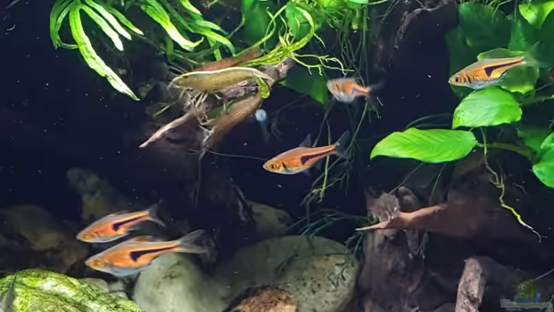 Espes Bärbling (Trigonostigma espei) von YoshiMaus (21)