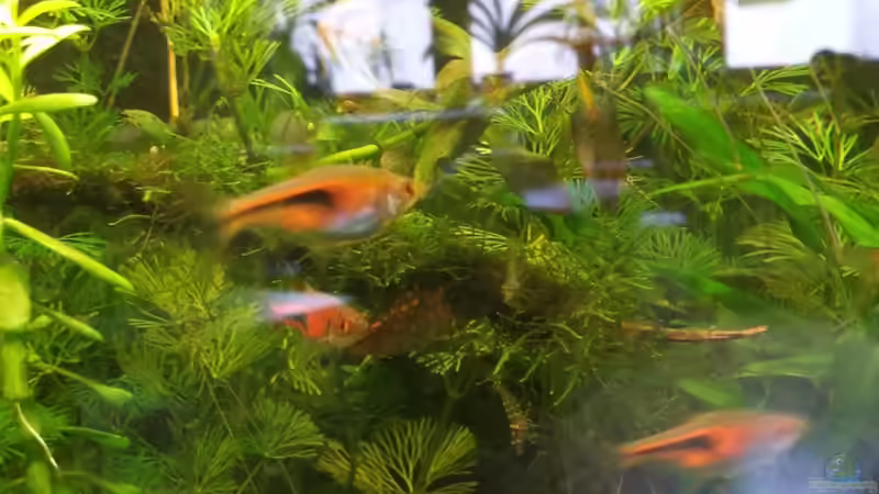 Espes Keilfleckbärbling  -Trigonostigma espei von sonic85 (28)