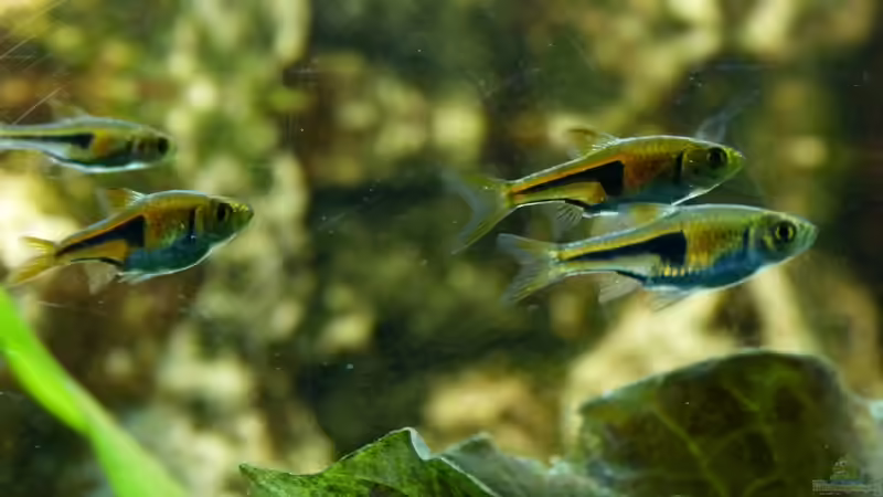 Espes-Keilfleckbärbling 16.07.13 von nokoeh (37)