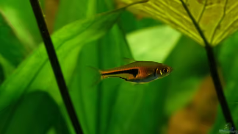 Espes-Keilfleckbärbling 16.07.13 von nokoeh (38)