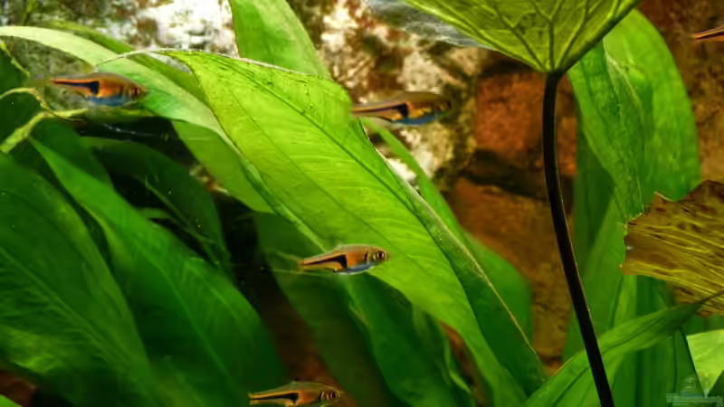 Espes-Keilfleckbärbling 16.07.13 von nokoeh (39)