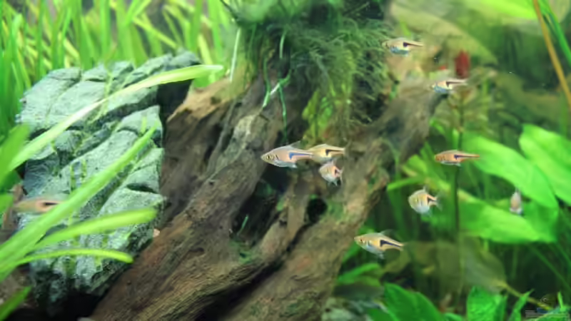 Espes Keilfleckbärbling-Schwarm von Springer (49)