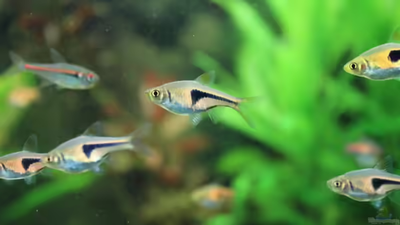 Espes Keilfleckbärbling-Schwarm von Springer (50)