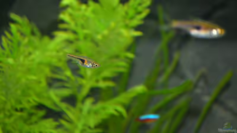 Espes Keilfleckbärbling von gefjon (34)