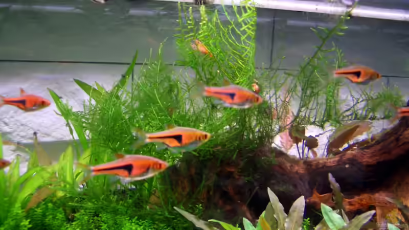 Espes Keilfleckbärbling von navigator1 (25)