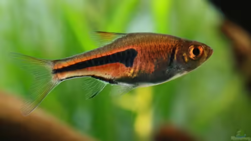 Aquarien mit Trigonostigma espei (Espes Keilfleckbärbling)
