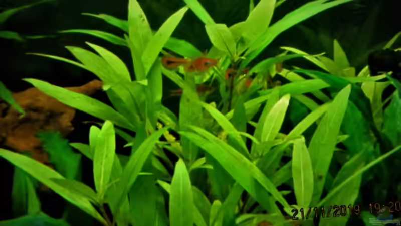 Espes Keilfleckbärblinge von okefenokee (65)