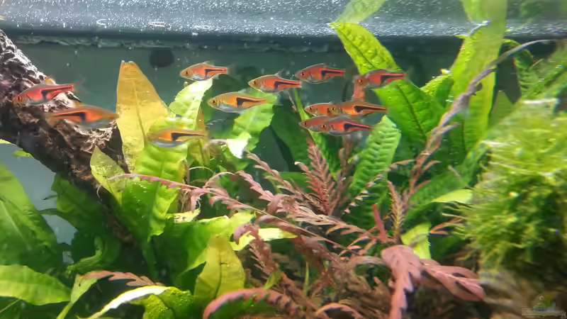 Espes Keilfleckbarbe von Marcel Reiter (26)