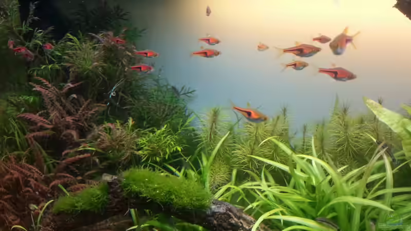 Espes Keilfleckbarbe von Marcel Reiter (27)